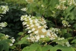Eikenbladhortensia (Hydrangea Quercifolia) -DIRECTPLANT Winkel hydrangea quercifolia 2 1