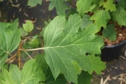 Eikenbladhortensia (Hydrangea Quercifolia) -DIRECTPLANT Winkel hydrangea quercifolia 4