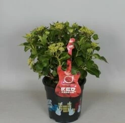 Hortensia Red Reggae (Hydrangea 'Music Collection') -DIRECTPLANT Winkel hydrangea red reggae c5 3