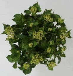 Hortensia Red Reggae (Hydrangea 'Music Collection') -DIRECTPLANT Winkel hydrangea red reggae c5 4
