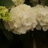 Hortensia (Hydrangea Macrophylla 'Schneeball') -DIRECTPLANT Winkel hydrangea schneeball 2 1