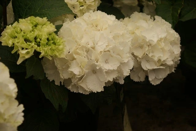 Hortensia (Hydrangea Macrophylla 'Schneeball') 3 Hortensia (Hydrangea Macrophylla 'Schneeball')