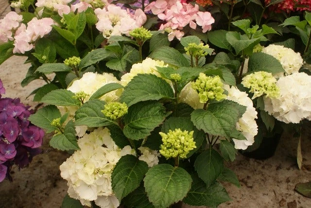 Hortensia (Hydrangea Macrophylla 'Schneeball') 4 Hortensia (Hydrangea Macrophylla 'Schneeball') - Afbeelding 2
