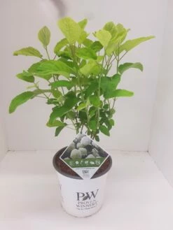 Hortensia (Hydrangea 'Strong Annabelle') -DIRECTPLANT Winkel hydrangea strong annabel 1