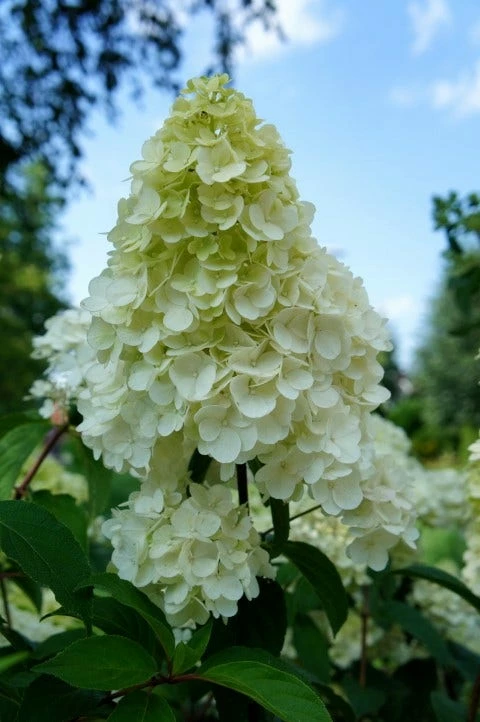 Pluimhortensia (Hydrangea Paniculata 'Sundae Fraise') 9 Pluimhortensia (Hydrangea Paniculata 'Sundae Fraise') - Afbeelding 7