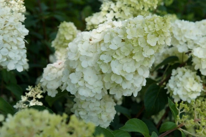 Pluimhortensia (Hydrangea Paniculata 'Sundae Fraise') 8 Pluimhortensia (Hydrangea Paniculata 'Sundae Fraise') - Afbeelding 6