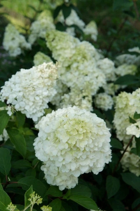 Pluimhortensia (Hydrangea Paniculata 'Sundae Fraise') 10 Pluimhortensia (Hydrangea Paniculata 'Sundae Fraise') - Afbeelding 8