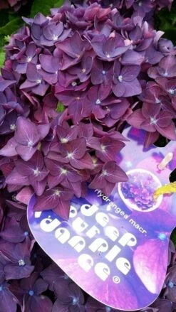 Hortensia Deep Purple Dance (Hydrangea 'Music Collection') -DIRECTPLANT Winkel hydrangeadeeppurpledance01 2