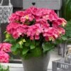 Hortensia Rood (Hydrangea 'Forever&Ever') -DIRECTPLANT Winkel hydrangeaforeverandeverroodv01 1