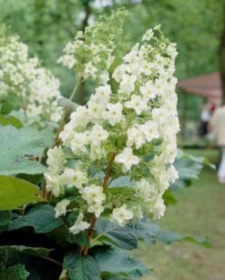 Eikenbladhortensia (Hydrangea Quercifolia)