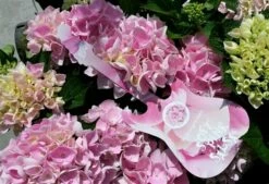 Hortensia Soft Pink Salsa (Hydrangea 'Music Collection') -DIRECTPLANT Winkel hydrangeasoftpinksalsa01 1 2