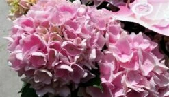 Hortensia Soft Pink Salsa (Hydrangea 'Music Collection') -DIRECTPLANT Winkel hydrangeasoftpinksalsa02