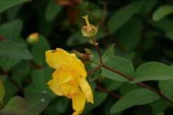 Hertshooi (Hypericum 'Hidcote') -DIRECTPLANT Winkel hypericum hidcote 1