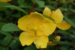 Hertshooi (Hypericum 'Hidcote') -DIRECTPLANT Winkel hypericum hidcote 2