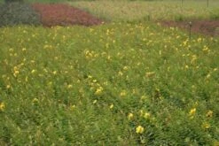 Hertshooi (Hypericum 'Hidcote') -DIRECTPLANT Winkel hypericum hidcote 3