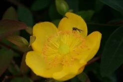 Hertshooi (Hypericum 'Hidcote') -DIRECTPLANT Winkel hypericum hidcote 4