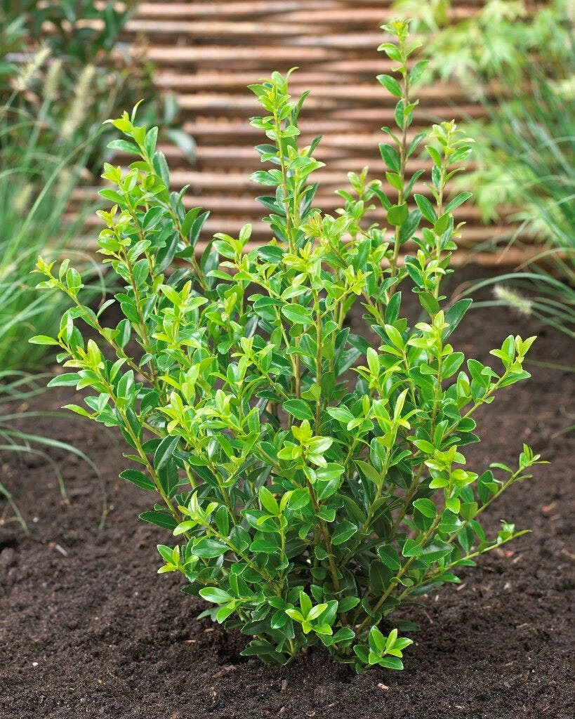 Japanse Hulst (Ilex Maximowicziana 'Kanehirae') 3 Japanse Hulst (Ilex Maximowicziana 'Kanehirae')