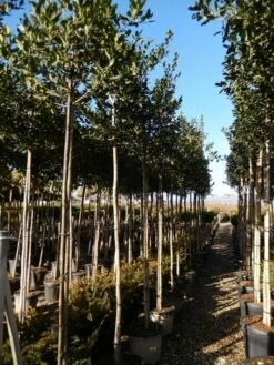 Hulst Als Boom (Ilex 'Nellie R. Stevens') -DIRECTPLANT Winkel ilex a. nellie r. stevens 8 10