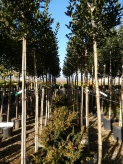 Hulst Als Boom (Ilex 'Nellie R. Stevens') -DIRECTPLANT Winkel ilex a. nellie r. stevens 8 10 2