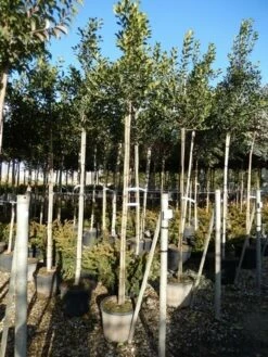 Hulst Als Boom (Ilex 'Nellie R. Stevens') -DIRECTPLANT Winkel ilex a. nellie r. stevens 8 10 4