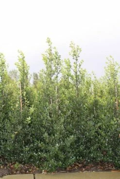 Hulst (Ilex Aquifolium 'Alaska') -DIRECTPLANT Winkel ilex a alaska 150 175 1