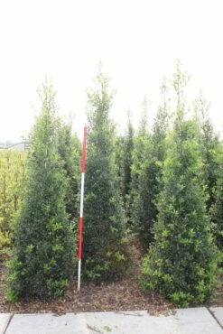 Hulst (Ilex Aquifolium 'Alaska') -DIRECTPLANT Winkel ilex a alaska 200 225 1