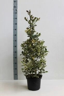 Hulst (Ilex Aquifolium 'Argentea Marginata') 14 Hulst (Ilex Aquifolium 'Argentea Marginata') -DIRECTPLANT Winkel ilex a argentea marginata 60 80 co. 5l kopie kopie 1 1