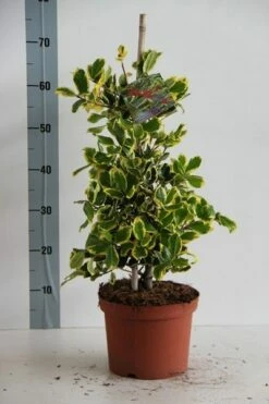Hulst (Ilex Altaclerensis 'Golden King') -DIRECTPLANT Winkel ilex al. golden king 50 60 cm c5 kopie 1