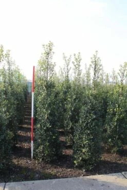 Hulst (Ilex Aquifolium 'Alaska') 12 Hulst (Ilex Aquifolium 'Alaska') -DIRECTPLANT Winkel ilex aquif. alaska 175 200 h