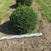 Hulst Als Bolvorm (Ilex Aquifolium) -DIRECTPLANT Winkel ilex aquifolium 70 cm breed bol drkl 1