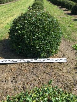 Hulst Als Bolvorm (Ilex Aquifolium) -DIRECTPLANT Winkel ilex aquifolium 90 cm breed bol drkl 1