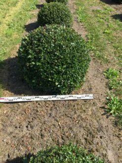 Hulst Als Bolvorm (Ilex Aquifolium) -DIRECTPLANT Winkel ilex aquifolium 90 cm breed bol drkl 3