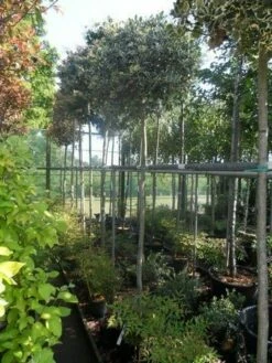 Hulst (Ilex Aquifolium 'Argentea Marginata') 16 Hulst (Ilex Aquifolium 'Argentea Marginata') -DIRECTPLANT Winkel ilex aquifolium argenteomarginatum 10 12ho 1