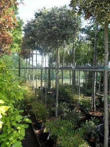 Hulst (Ilex Aquifolium 'Argentea Marginata') 9 Hulst (Ilex Aquifolium 'Argentea Marginata') - Afbeelding 7