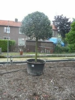 Hulst Op Stam (Ilex Aquifolium) -DIRECTPLANT Winkel ilex aquifolium halfstam 30 35 1