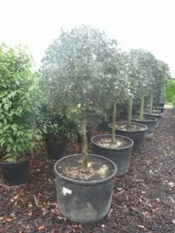 Hulst Op Stam (Ilex Aquifolium) -DIRECTPLANT Winkel ilex aquifolium halfstam c130 150 1