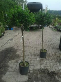 Hulst Op Stam (Ilex Aquifolium) -DIRECTPLANT Winkel ilex aquifolium op stam 2