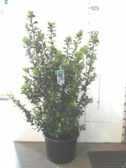 Blauwe Hulst (Ilex Meserveae 'Blue Prince') -DIRECTPLANT Winkel ilex blue prince c20