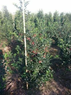 Blauwe Hulst (Ilex Meserveae 'Blue Princess') -DIRECTPLANT Winkel ilex blue princess 125 150 cm drkl