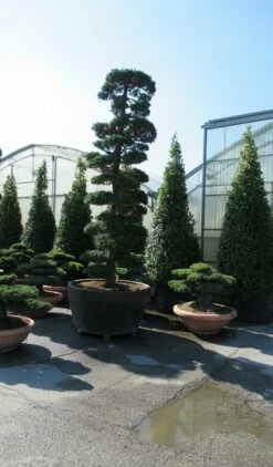 Japanse Hulst Als Bonsai (Ilex Crenata) -DIRECTPLANT Winkel ilex bonsai