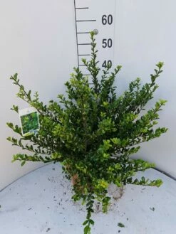 Japanse Hulst (Ilex Crenata 'Glory Gem')