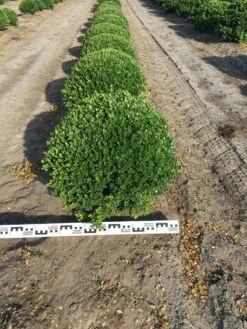 Japanse Hulst Als Bolvorm (Ilex Crenata)