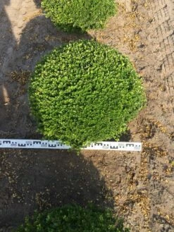 Japanse Hulst Als Bolvorm (Ilex Crenata) -DIRECTPLANT Winkel ilex crenata 70 cm breed bol drkl 1