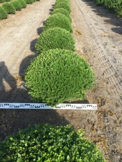 Japanse Hulst Als Bolvorm (Ilex Crenata) -DIRECTPLANT Winkel ilex crenata 70 cm breed bol drkl 2 1