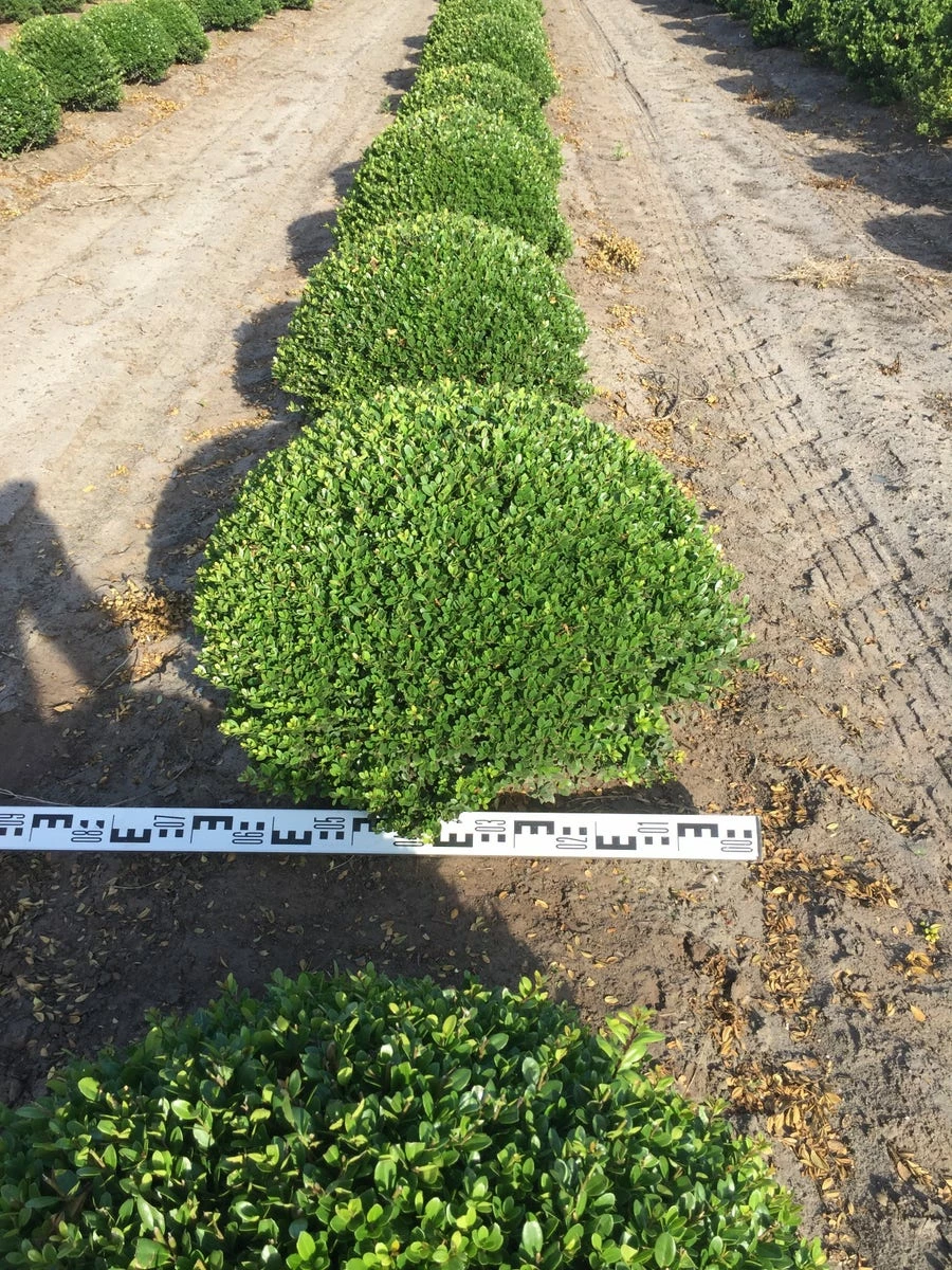 Japanse Hulst Als Bolvorm (Ilex Crenata) 6 Japanse Hulst Als Bolvorm (Ilex Crenata) - Afbeelding 4