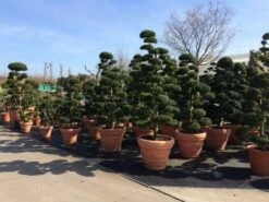 Japanse Hulst Als Bonsai (Ilex Crenata) -DIRECTPLANT Winkel ilex crenata bonsai s 1