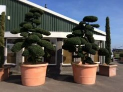 Japanse Hulst Als Bonsai (Ilex Crenata) -DIRECTPLANT Winkel ilex crenata bonsai solitair extra