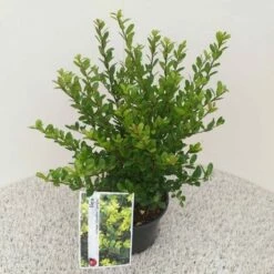 Japanse Hulst (Ilex Crenata 'Caroline Upright') -DIRECTPLANT Winkel ilex crenata caroline upright 2