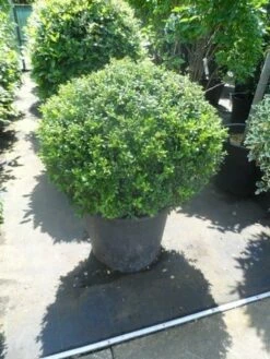 Japanse Hulst In Bolvorm (Ilex Crenata 'Convexa') -DIRECTPLANT Winkel ilex crenata convexa bol 80 100 1