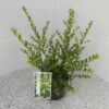 Japanse Hulst (Ilex Crenata 'Green Hedge') -DIRECTPLANT Winkel ilex crenata green hedge 1